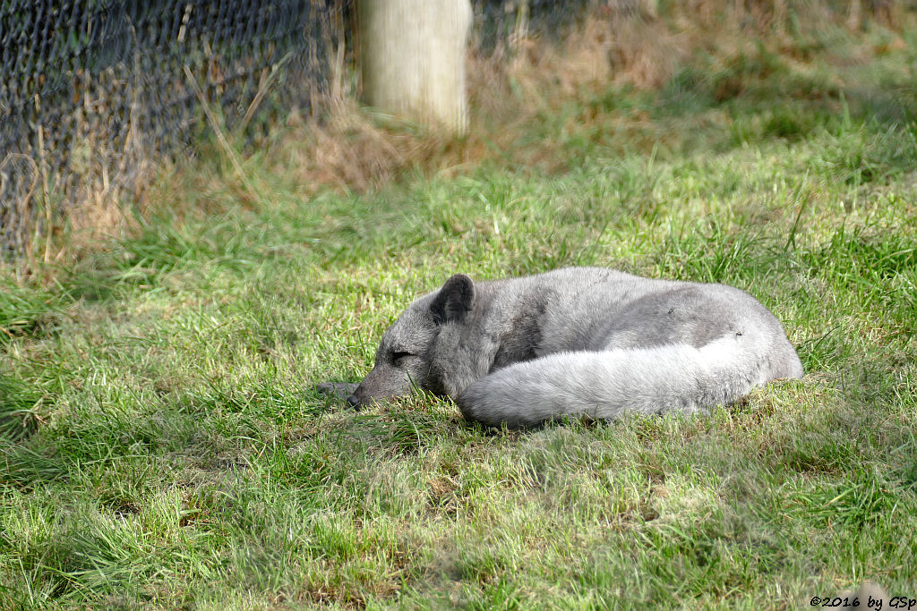 Polarfuchs (Eisfuchs)