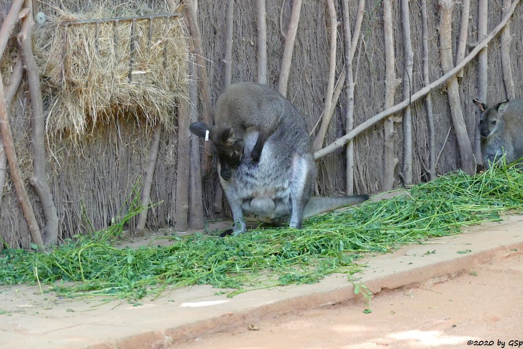 Rotnackenwallaby (Bennettkänguru)