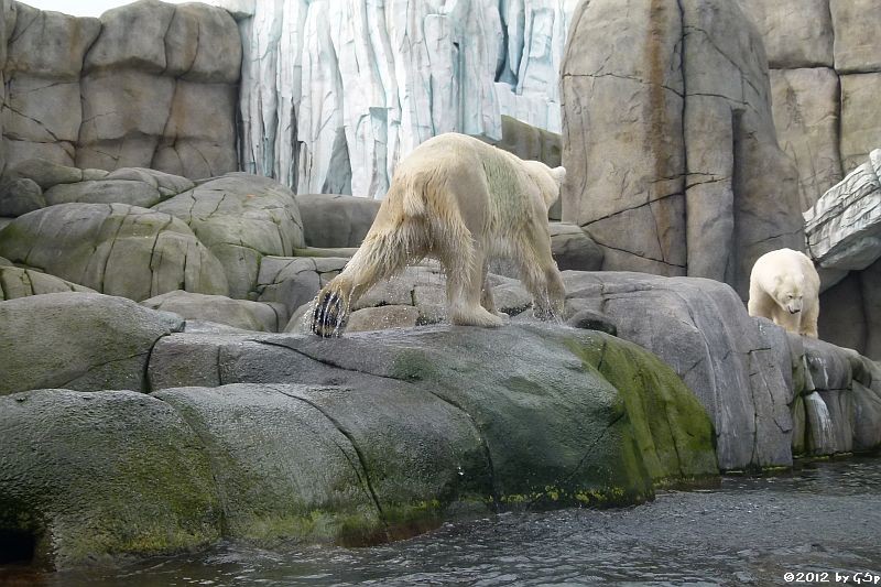 Eisbär