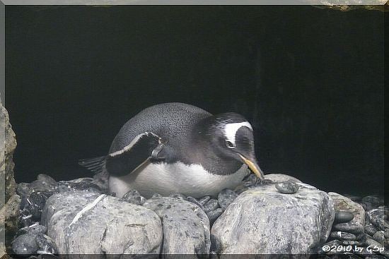 Eselspinguin