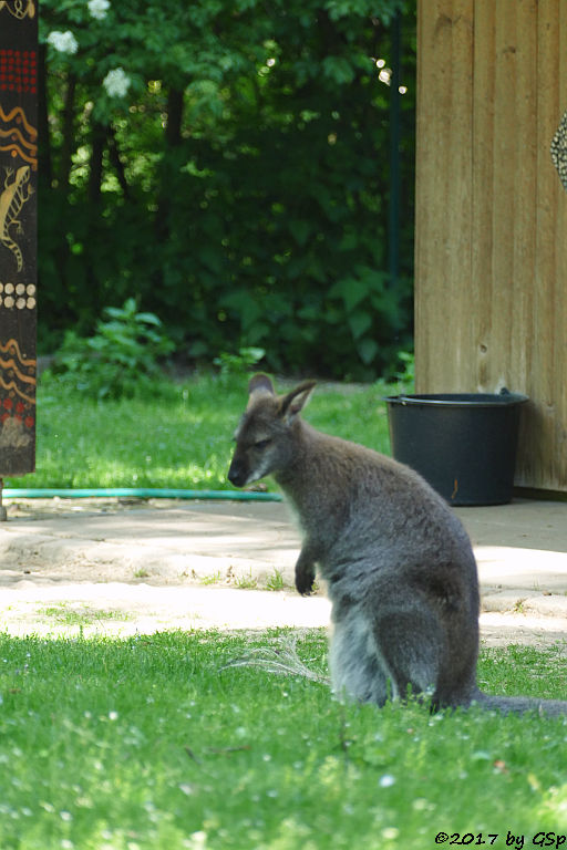 Bennettkänguru (Rotnackenwallaby)