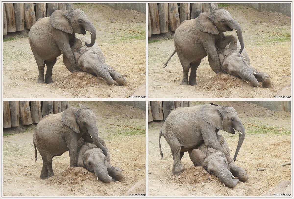 Elefanten Zoo Halle: ELANI, TAMIKA
