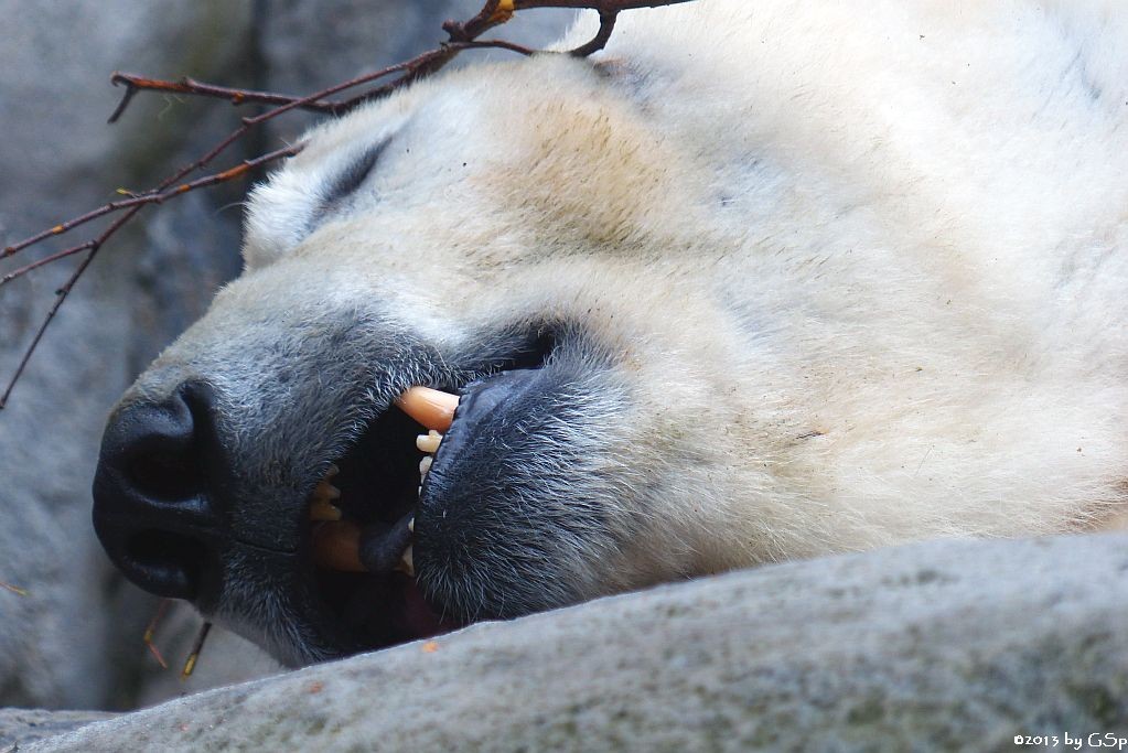 Eisbär