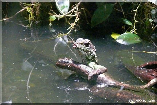 Grüne Wasseragame