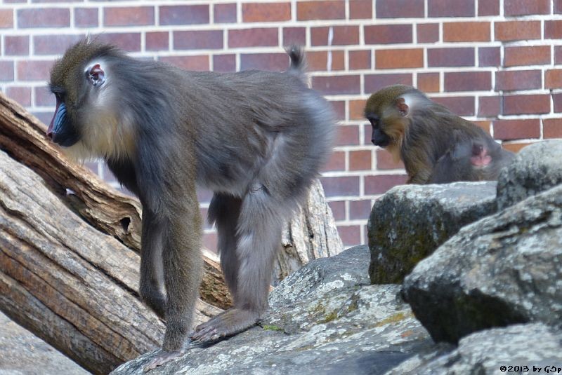 Mandrill