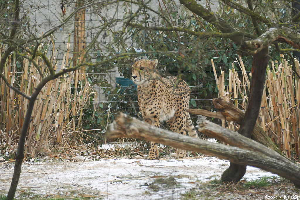 Südafrikanischer Gepard