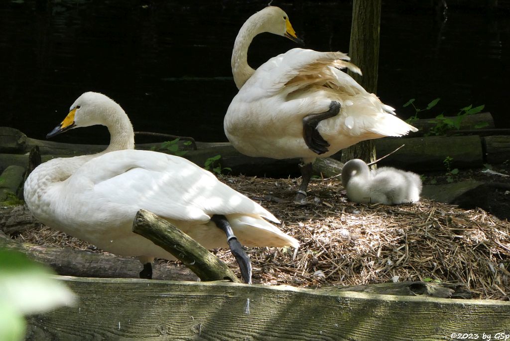 Singschwan, Küken geschlüpft am 29.5.23