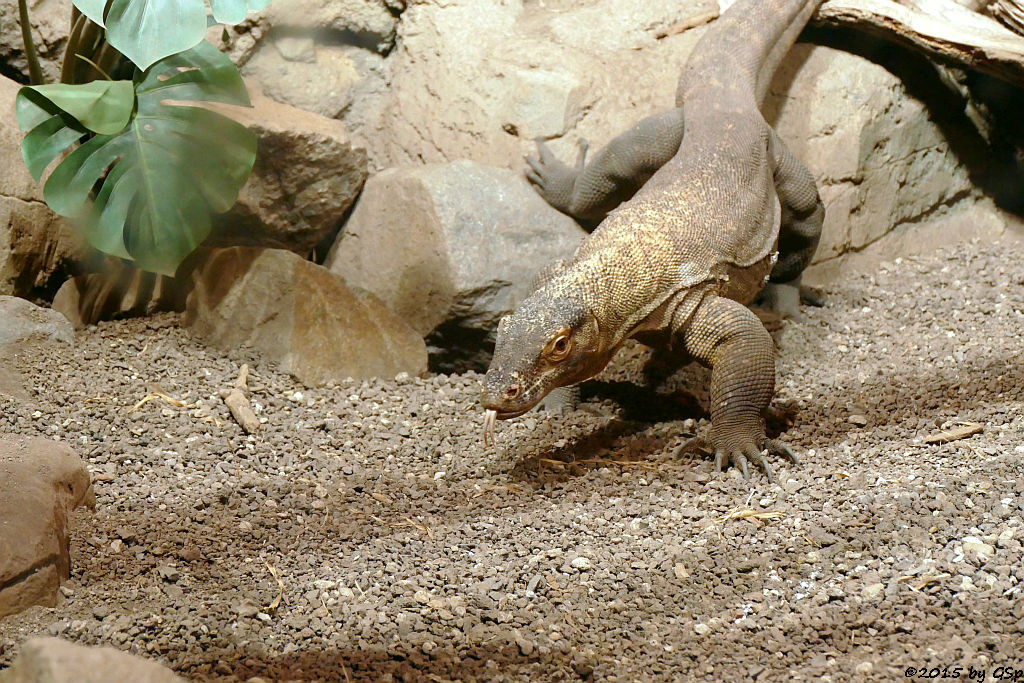 Komodowaran