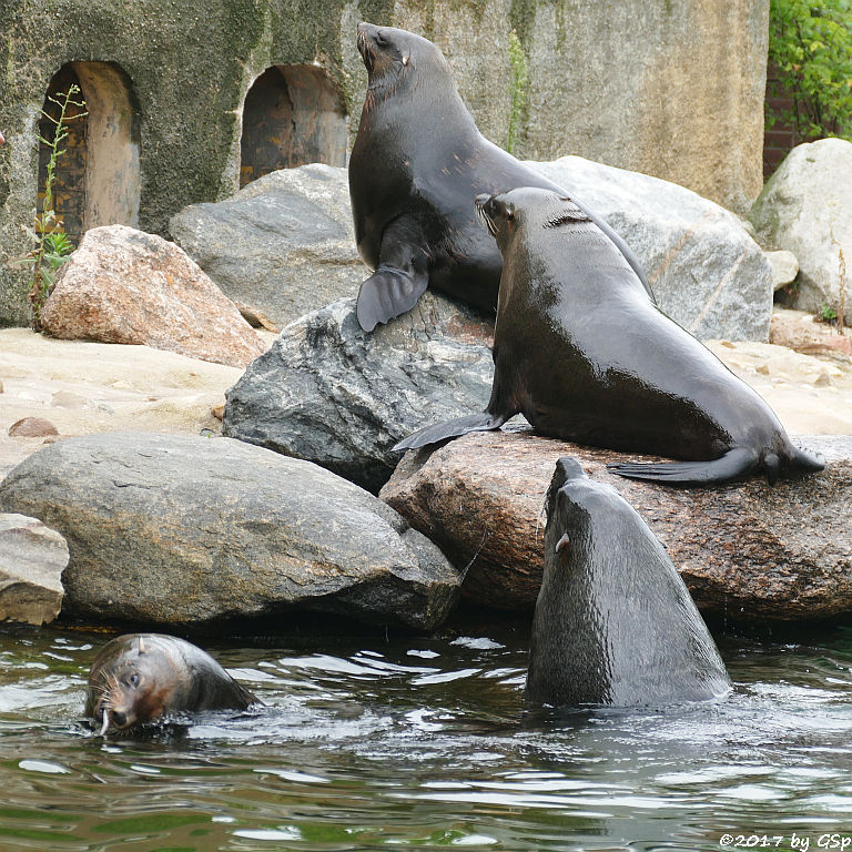 Südafrikanischer Seebär (Zwergseebär)