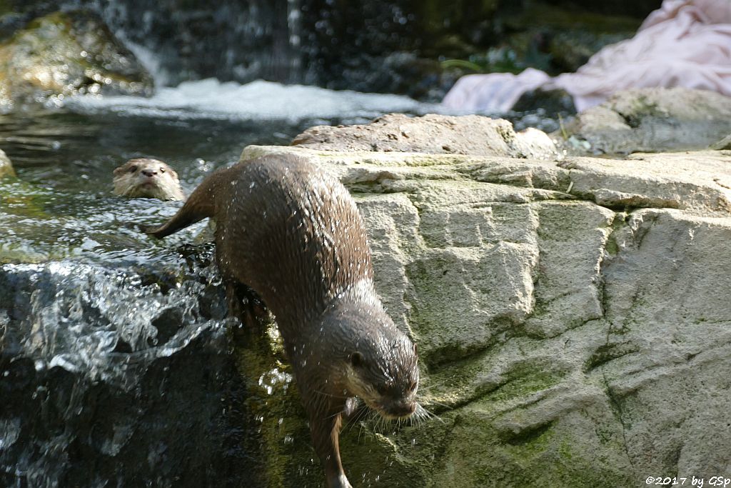 Zwergotter (Kurzkrallenotter)