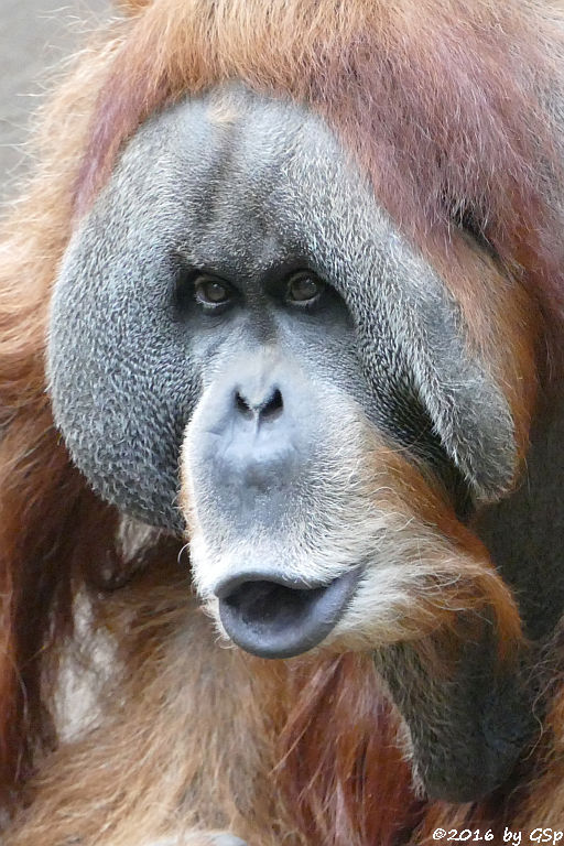 Sumatra-Orang-Utan