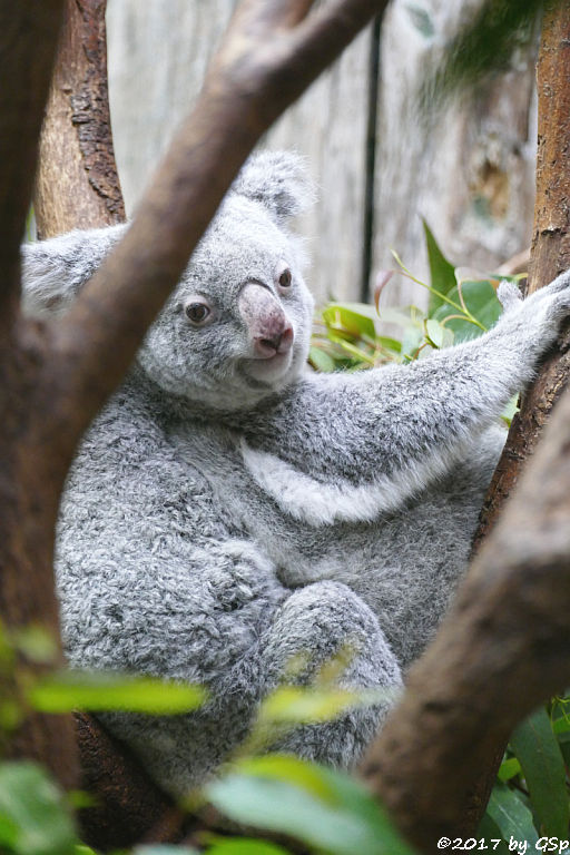 Queensland-Koala mit Jungtier RAMBOORA, geb. am 14.07.16 9 Mon. alt)