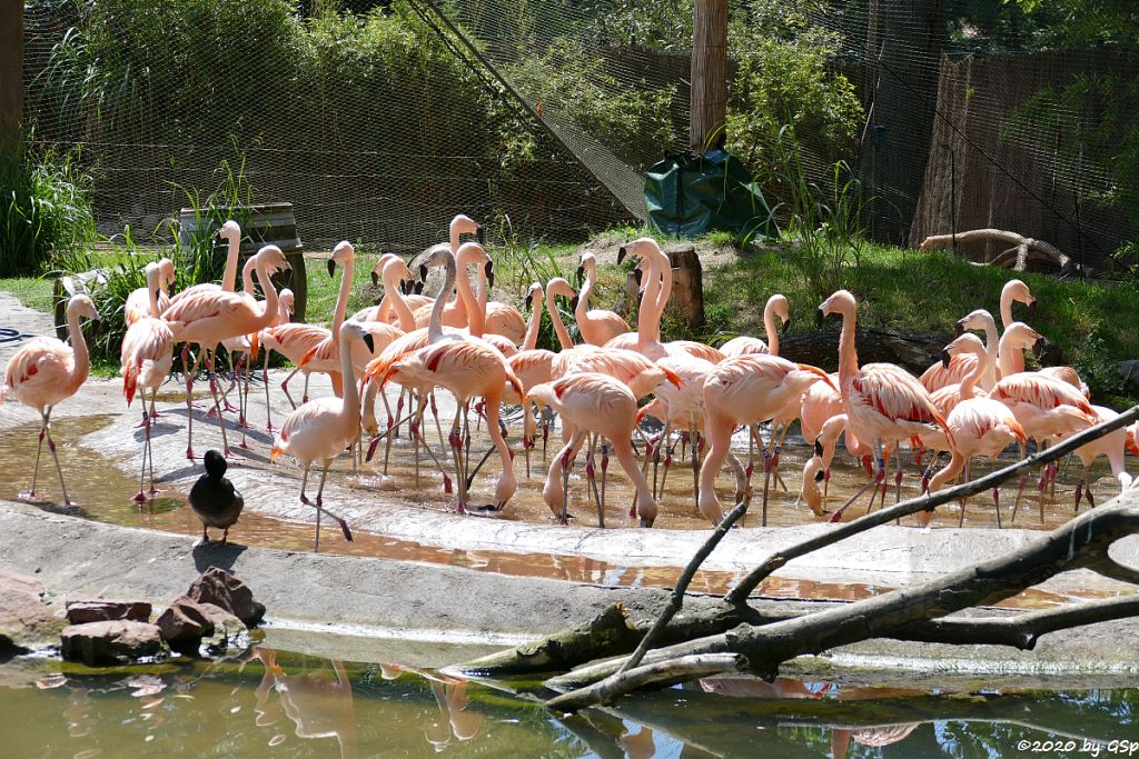 Chileflamingo (Chilenischer Flamingo)