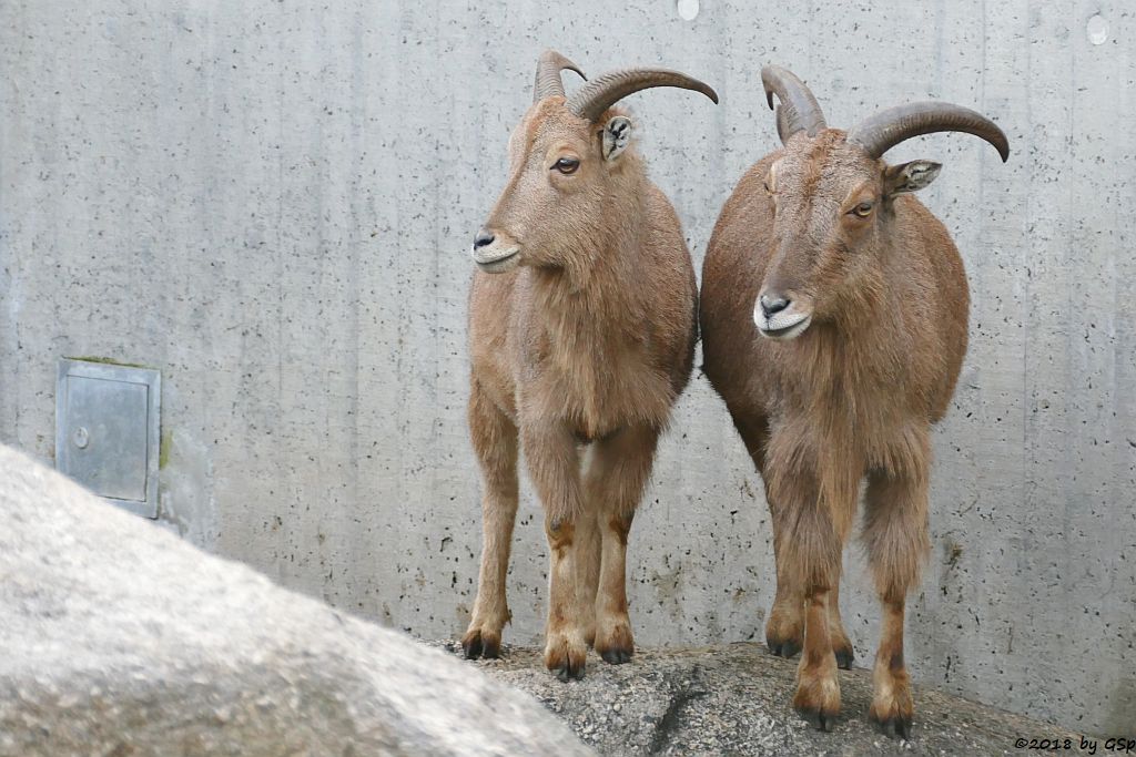 Mähnenspringer (Mähnenschaf)