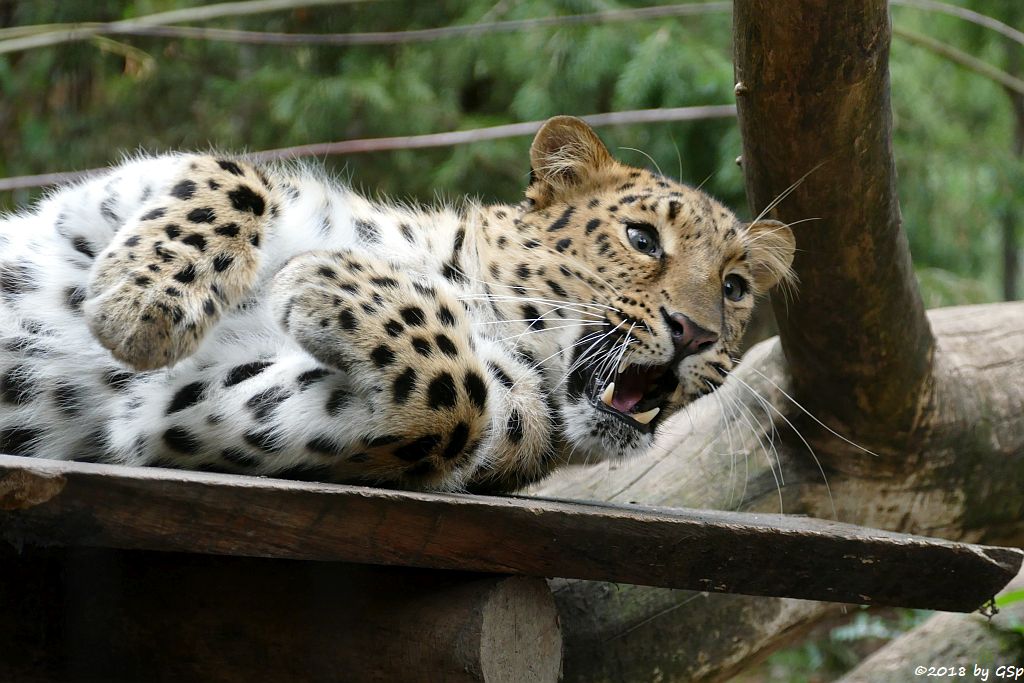 Amurleopard