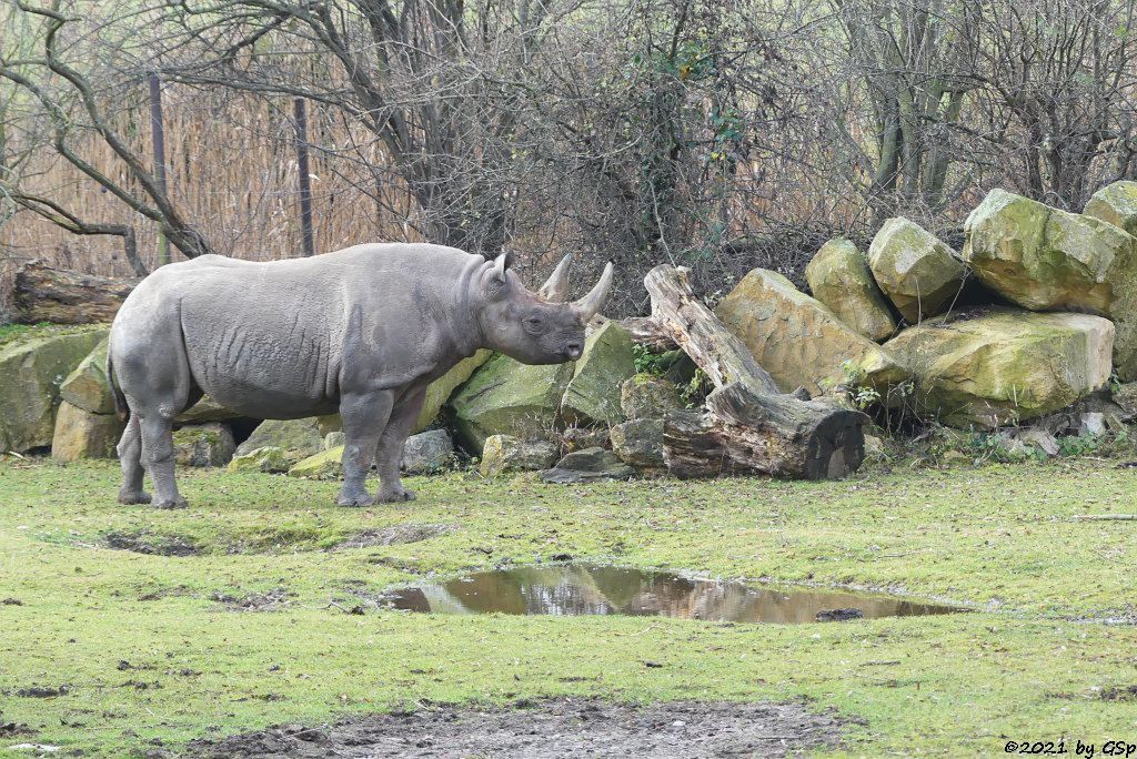 Ostafrikanisches Spitzmaulnashorn (Östliches Spitzmaulnashorn) SERAFINE