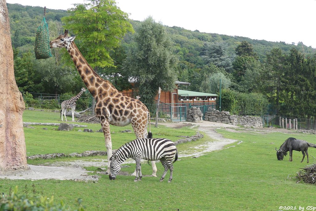 Rothschildgiraffe (Uganda-Giraffe, Baringo-Giraffe), Böhm-Steppenzebra (Grant-Zebra), Südliches Streifengnu (Blaues Gnu)