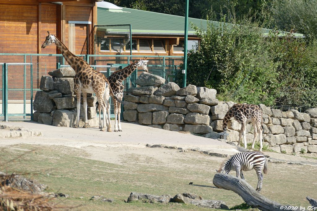 Rothschildgiraffe (Uganda-Giraffe, Baringo-Giraffe), Böhm-Steppenzebra (Grant-Zebra)