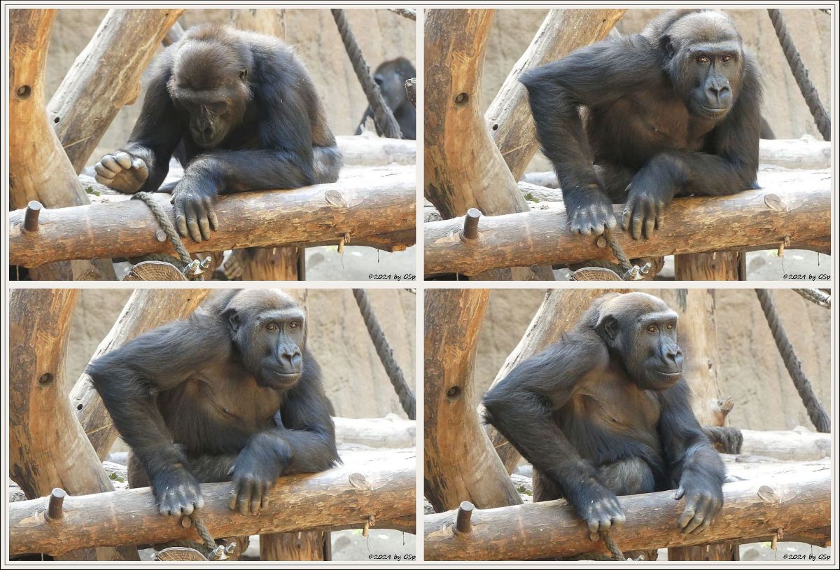 Westlicher Flachlandgorilla