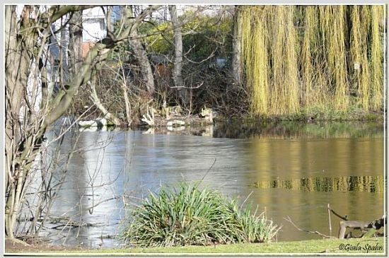 Weiher und Vogelwiese - 79 Fotos