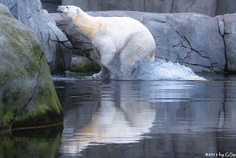 Eisbär