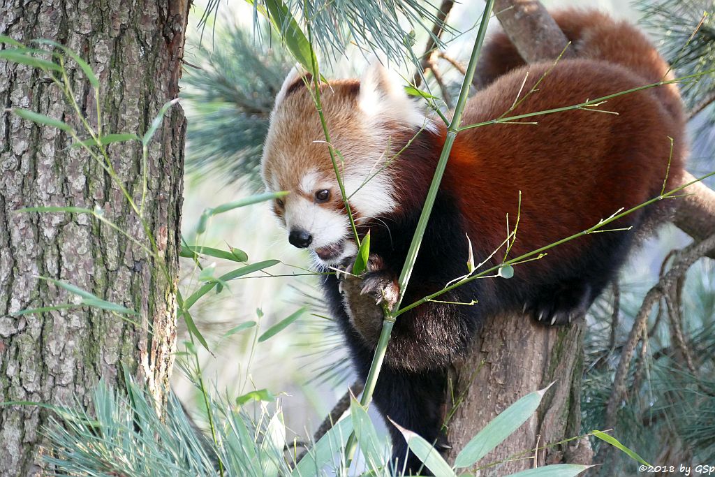 Westlicher Kleiner Panda (Westlicher Katzenbär, Nepalesischer Roter Panda)