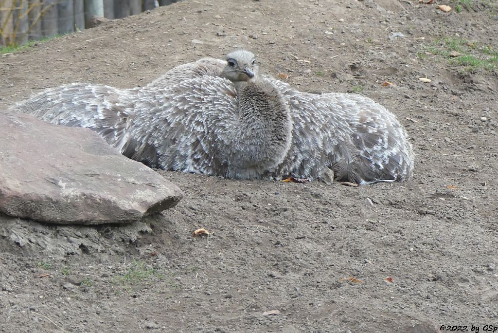 Darwinnandu (Kleiner Nandu, Darwinstrauß)