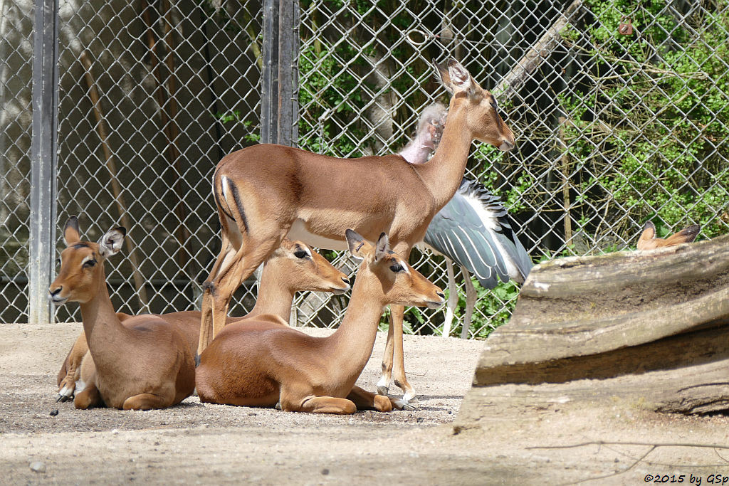 Impala, Marabu