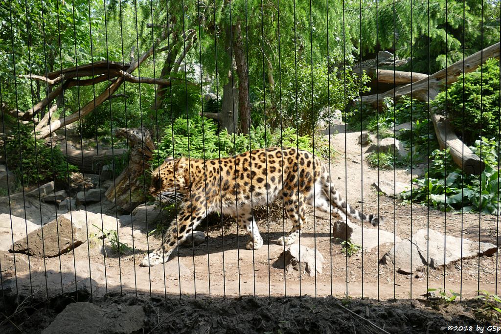 Amurleopard