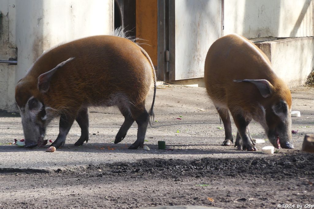 Pinselohrschwein (Rotes Flussschwein)