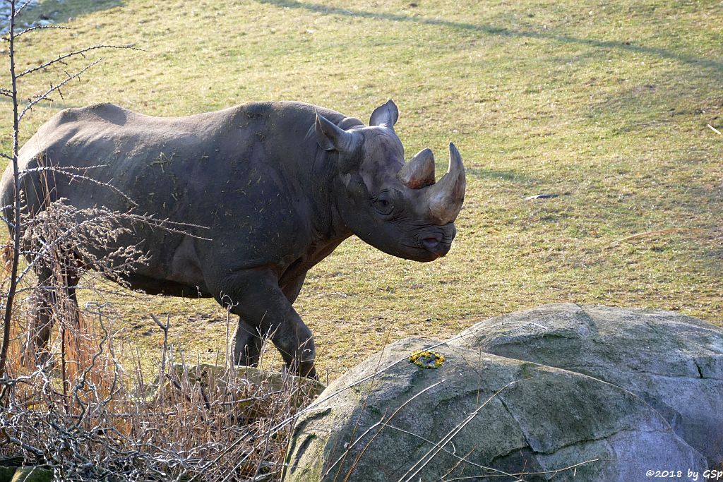 Spitzmaulnashorn (Spitzlippennashorn, Doppelnashorn)