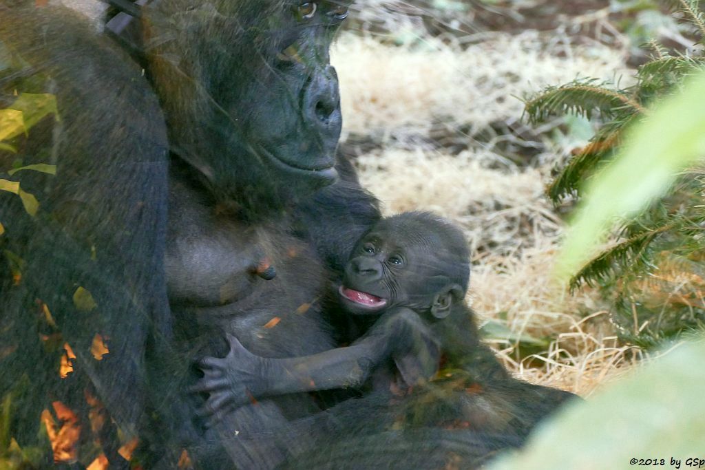 Flachlandgorilla TUANA mit Jungtier, geb. 11.1.18 (2 Wochen alt)