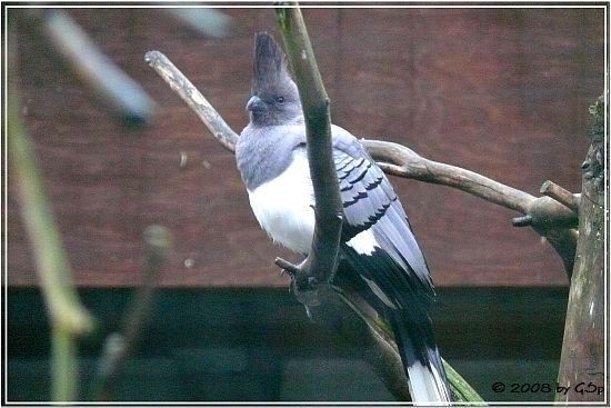 Weißbauch-Lärmvogel