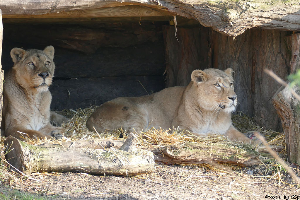 Asiatischer Löwe