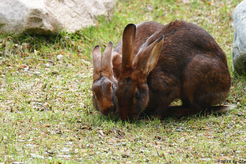 Hasenkaninchen