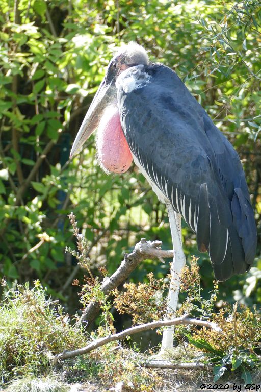 Marabu (Afrikanischer Marabu)