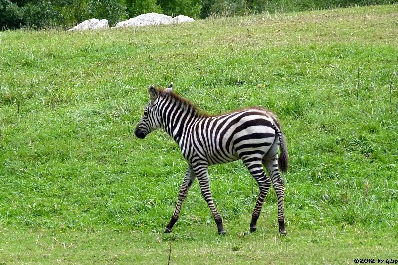 Grant-Zebra