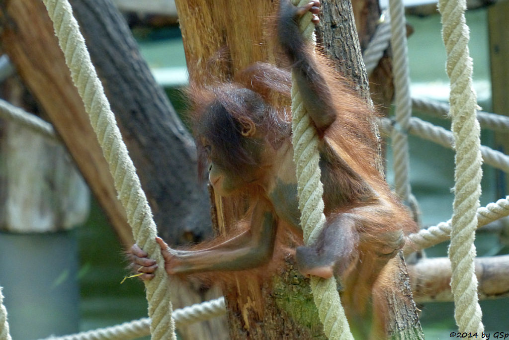 Borneo-Orang-Utan CIRI