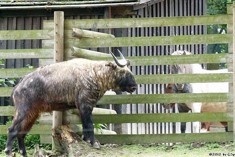 Mishmi-Takin