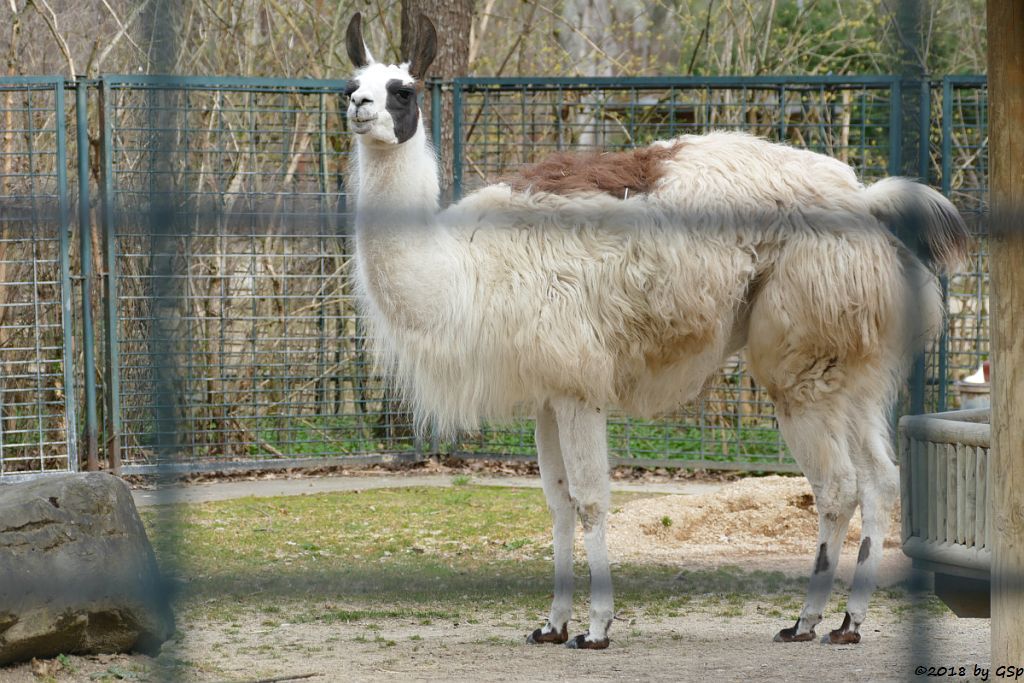 Lama