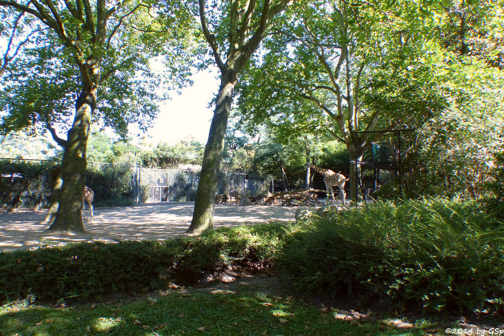 Rothschild-Giraffe, Großer Kudu, Impala