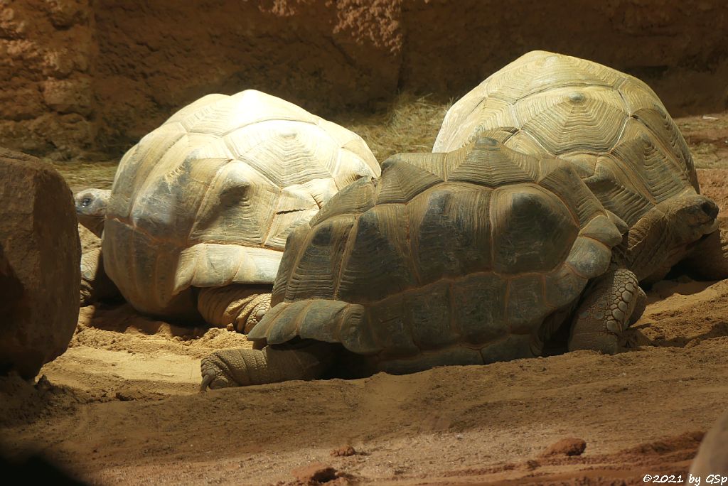 Aldabra-Riesenschildkröte (Seychellen-Riesenschildkröte)