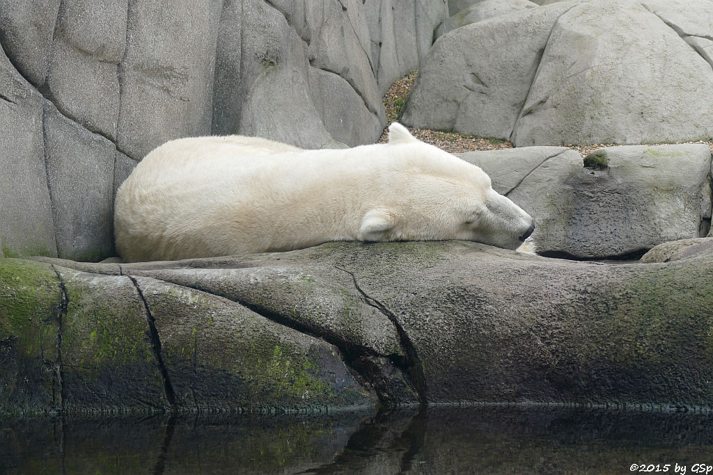 Eisbär