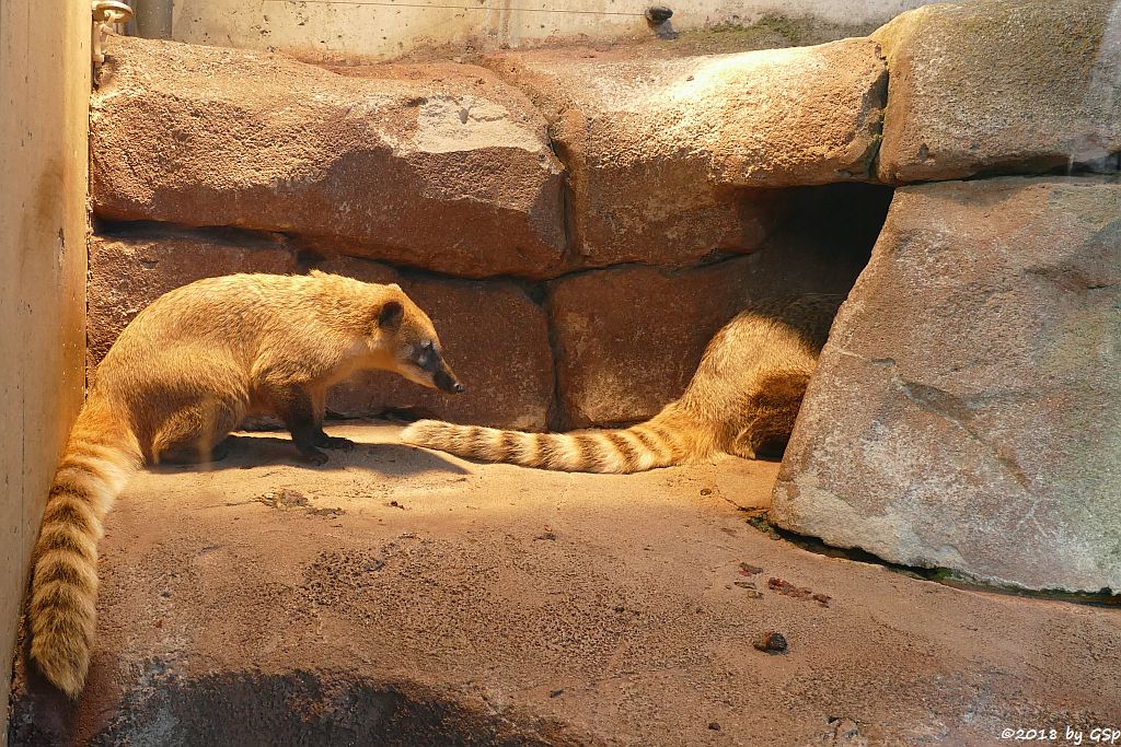 Roter Nasenbär (Gewöhnlicher Nasenbär, Südamerikanischer Nasenbär)