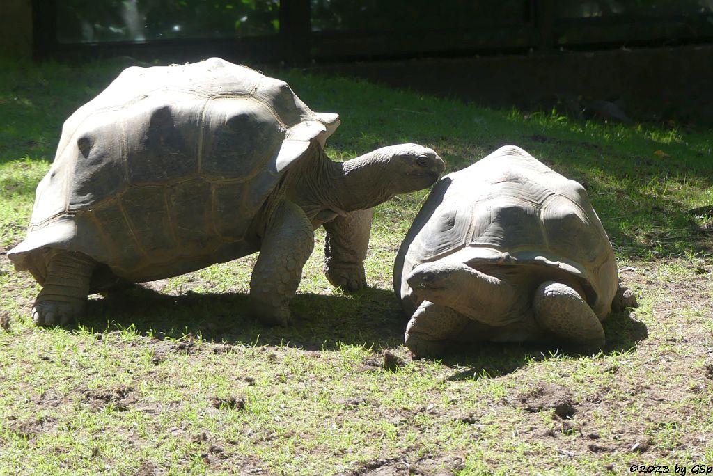 Aldabra-Riesenschildkröte