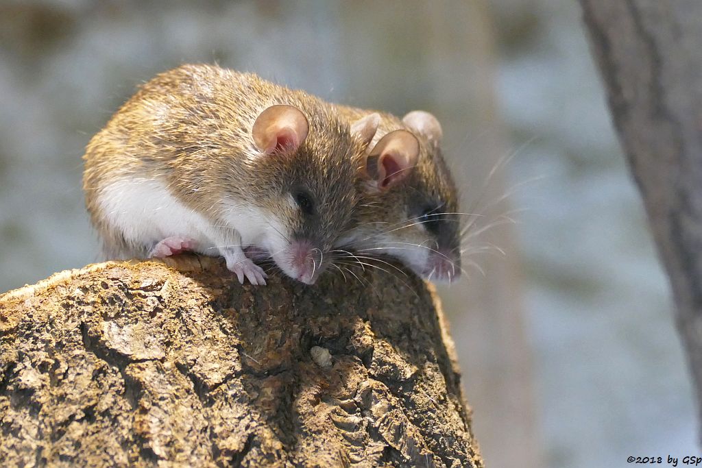 Zwergstachelmaus