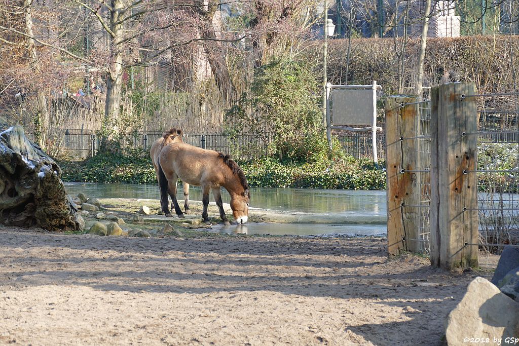 Przewalskipferd (Przewalski-Urwildpferd, Asiatisches Wildpferd)