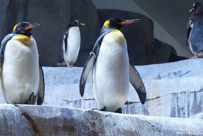 Königspinguin, Eselspinguin