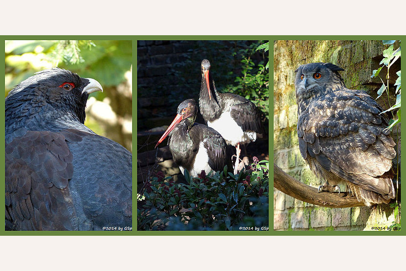 Vogelvolieren und Eulenkloster - 235 Fotos