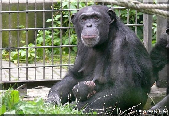 Schimpansin VAKANGA mit PANJA (geb.am 14.7.08)